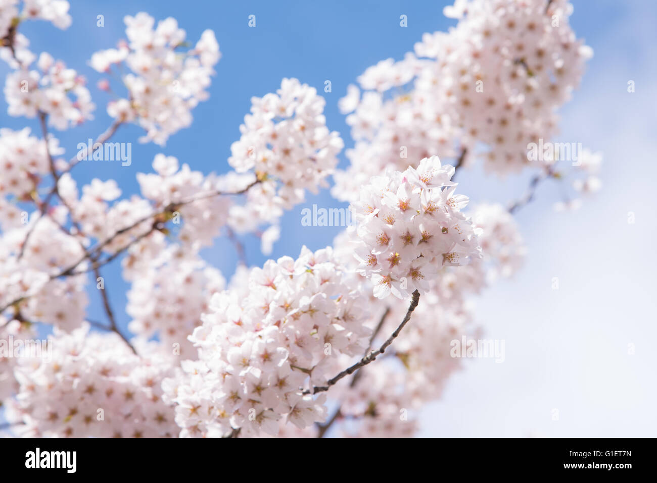Soft focus on cherry blossom hi-res stock photography and images - Alamy