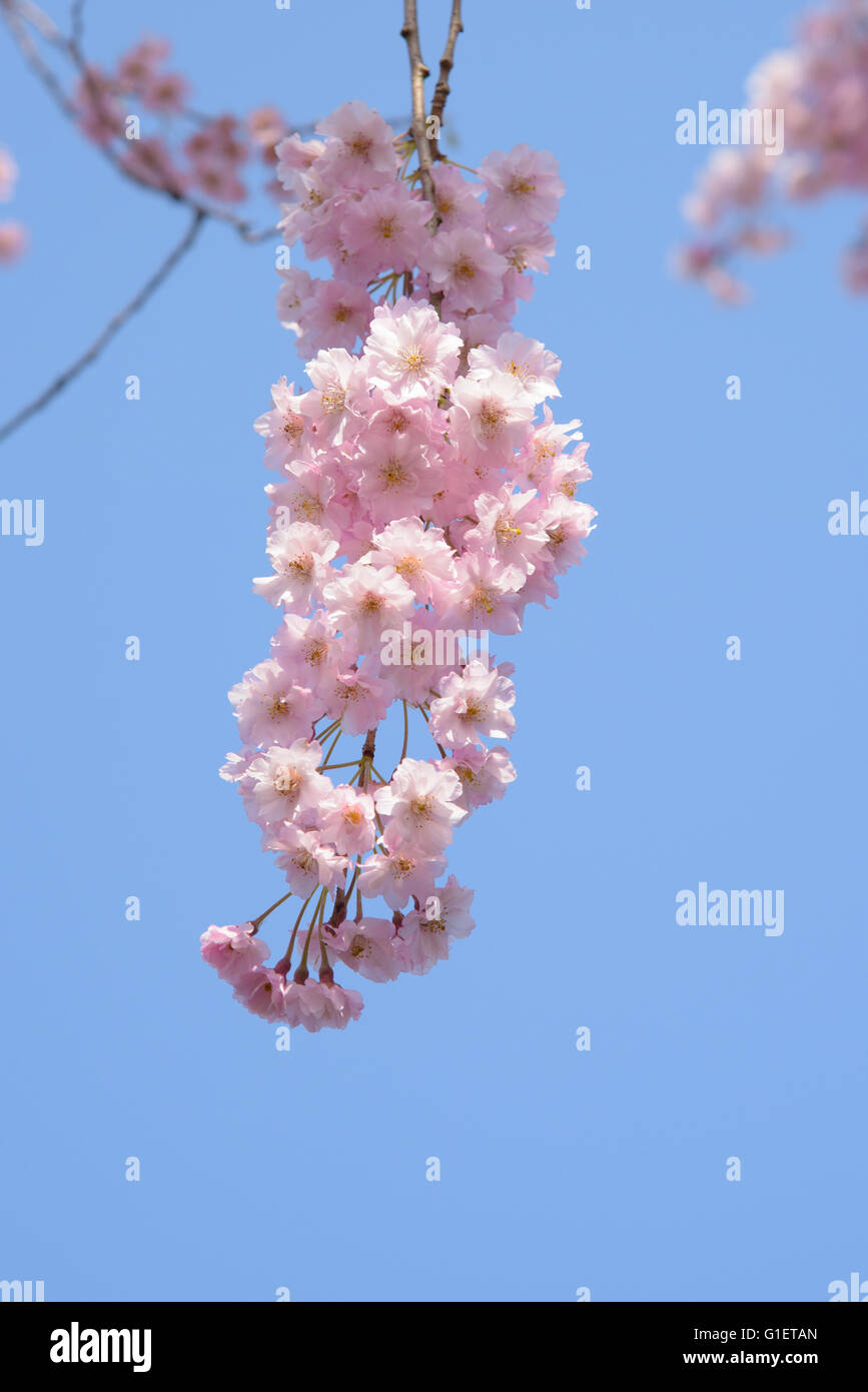 Weeping cherry blossoms Stock Photo