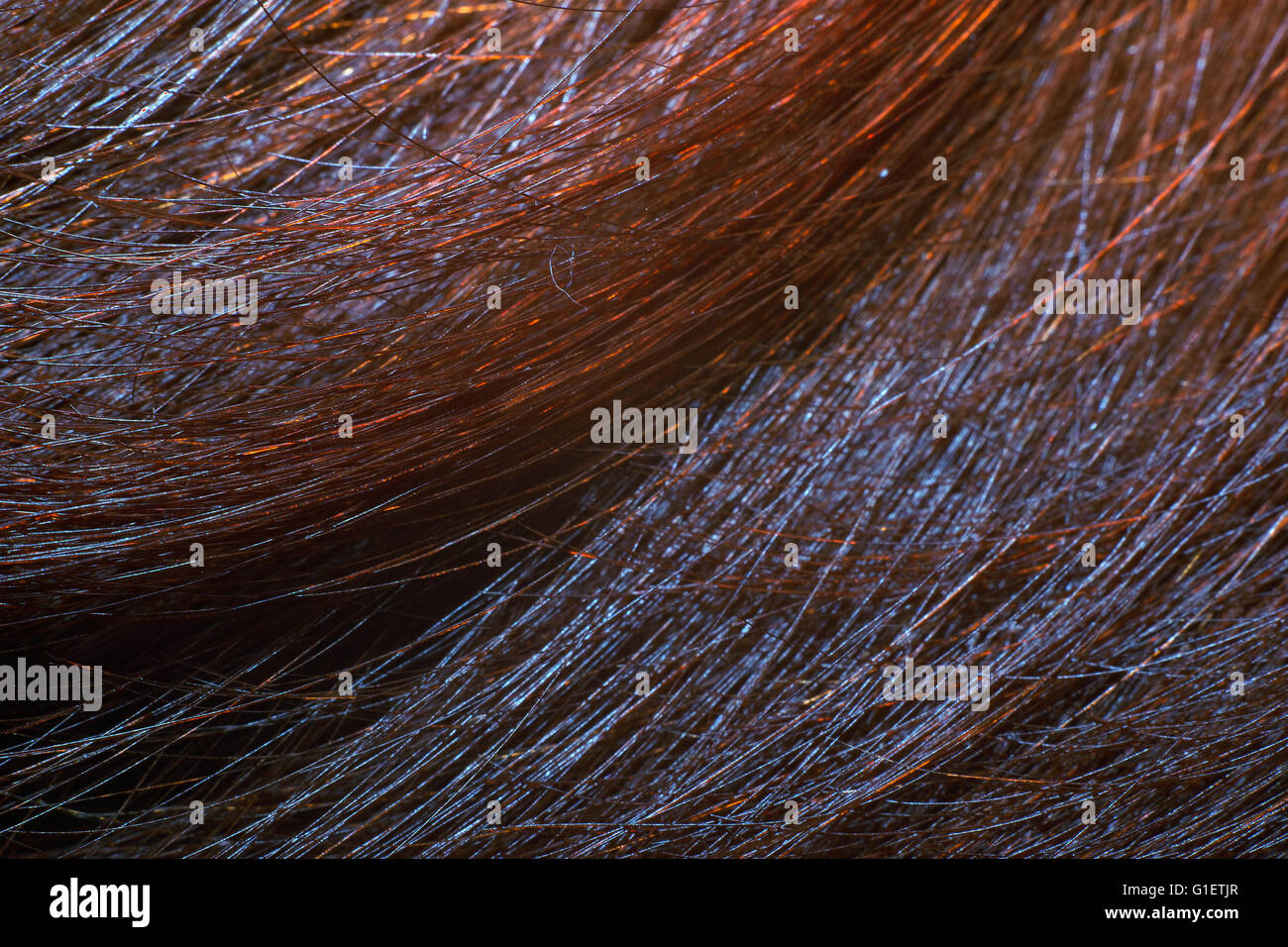 Abstract backgrounds. Closeup of a human hair. Stock Photo