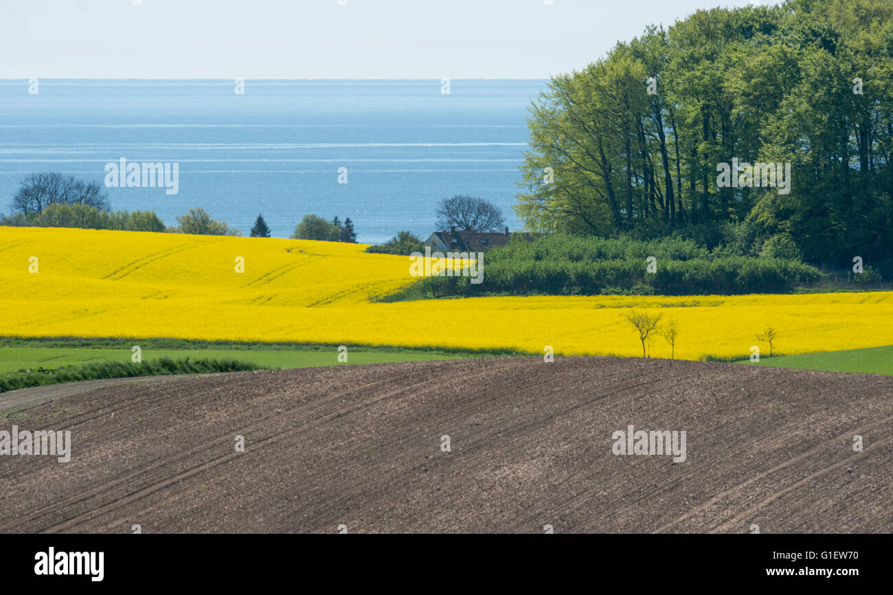Rape field and group of trees in a hilly landscape by The Baltic Sea Stock Photo