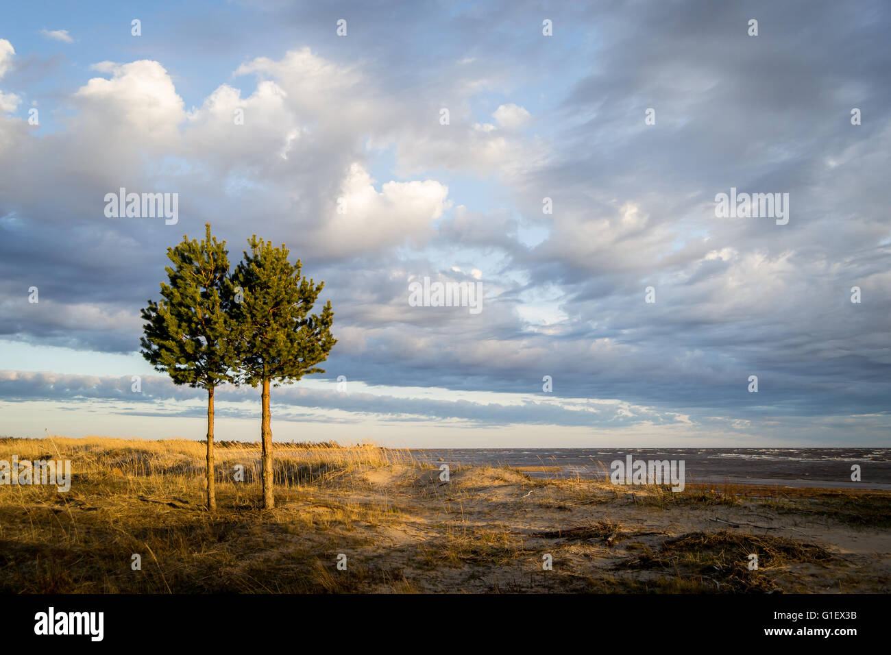 Pine trees in the windy beach in a spring day Stock Photo