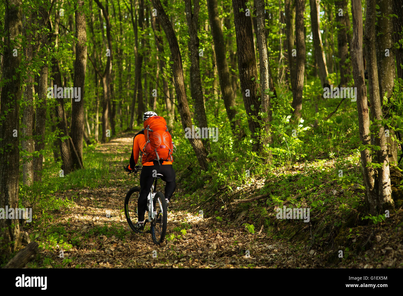 Cyclist Riding the Bike on a Trail in Summer Forest Stock Photo - Alamy
