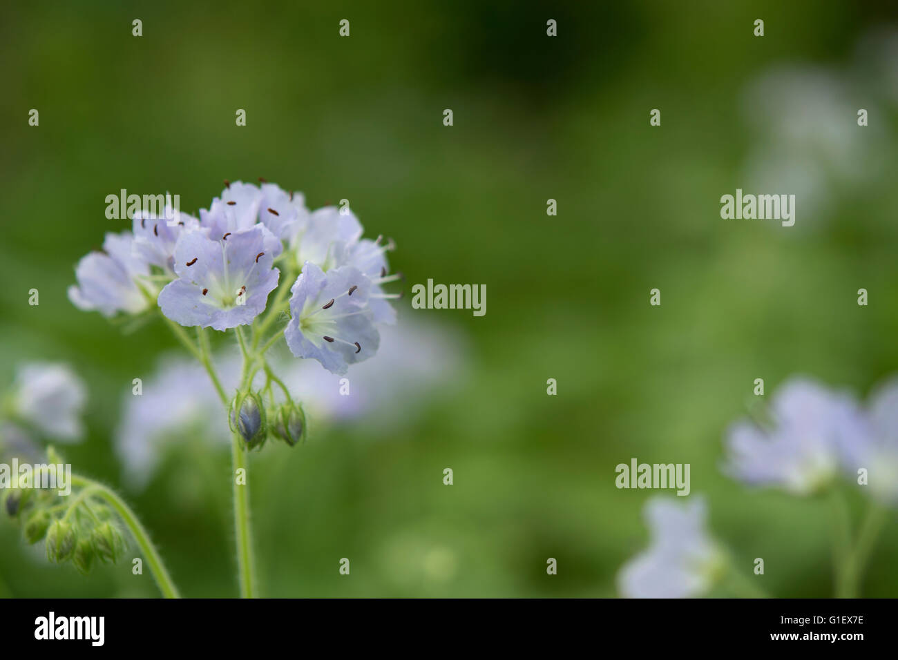Annual spring wildflowers hi-res stock photography and images - Alamy