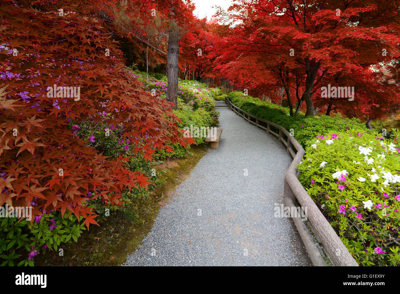 Fusion of spring azalea flowers and autumn maple leaves created with false red hues Stock Photo
