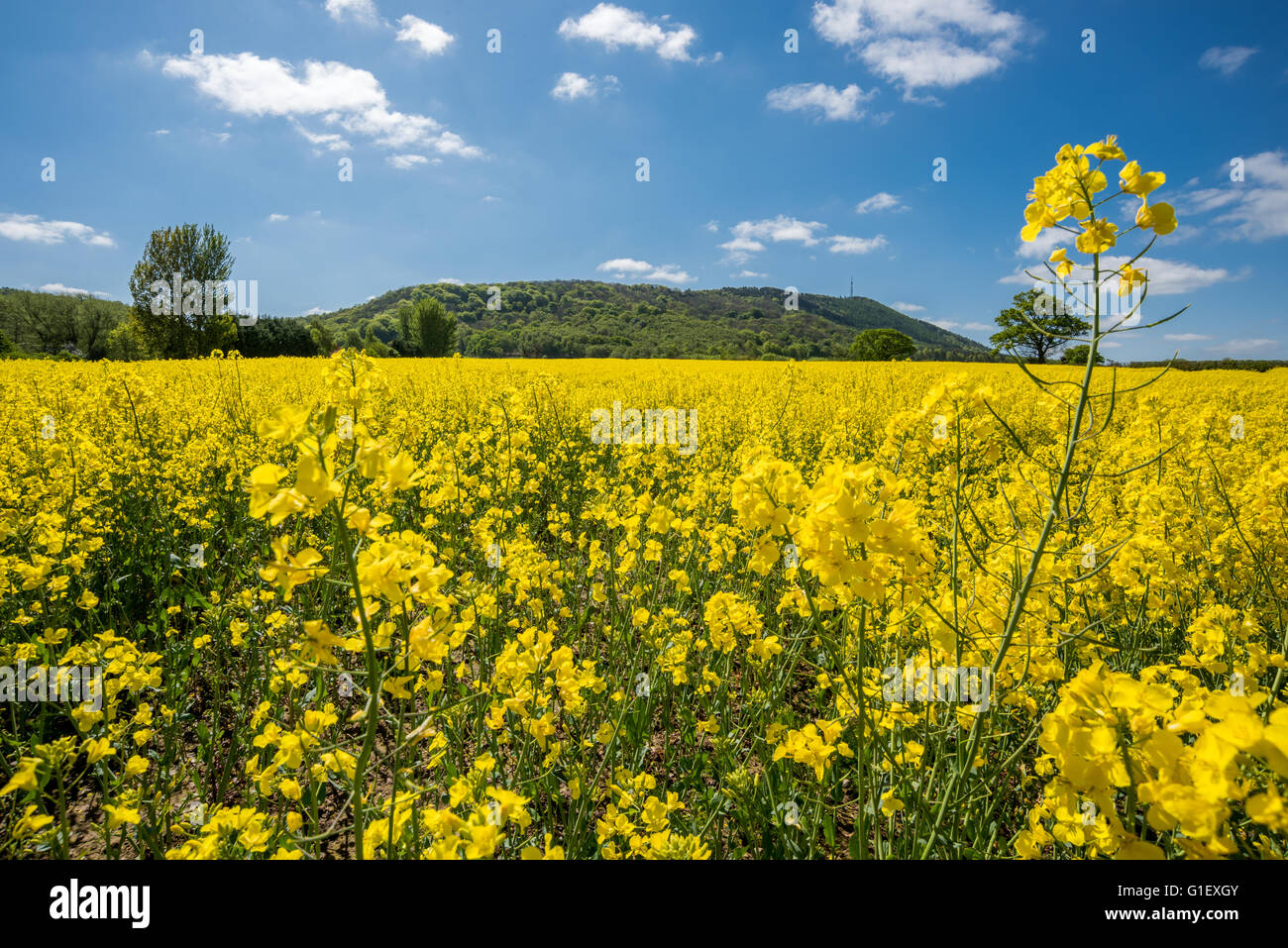 Rapeseed field leading up to the Wrekin hill Shropshire Stock Photo