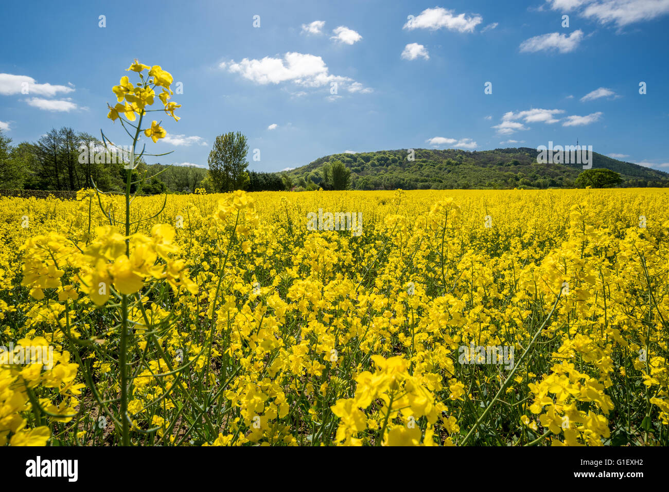 Rapeseed field leading up to the Wrekin hill Shropshire Stock Photo