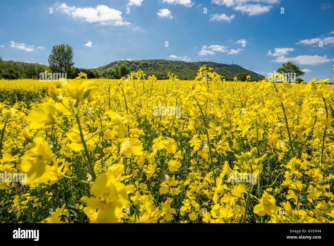 Rapeseed field leading up to the Wrekin hill Shropshire Stock Photo