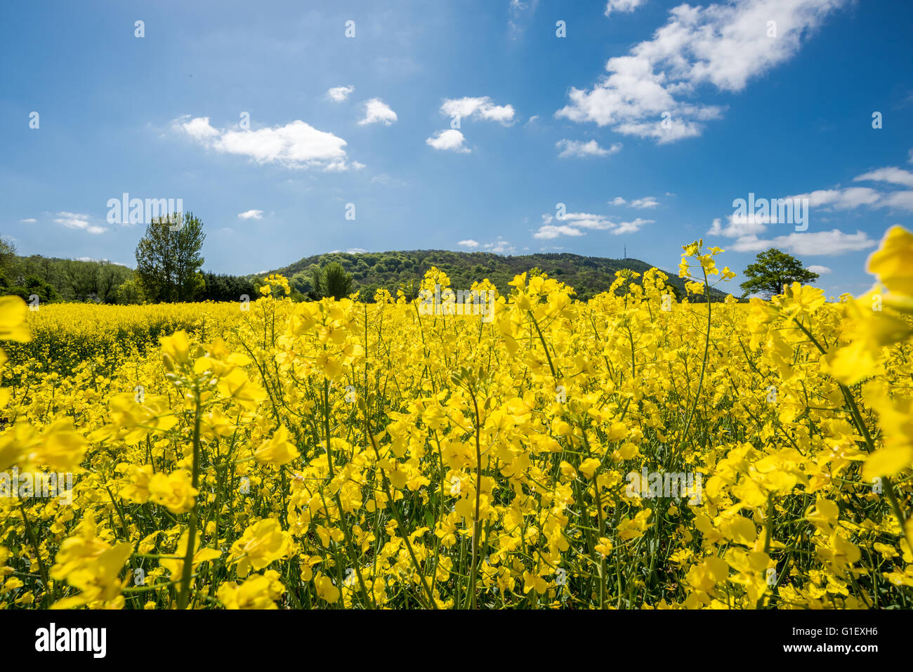 Rapeseed field leading up to the Wrekin hill Shropshire Stock Photo