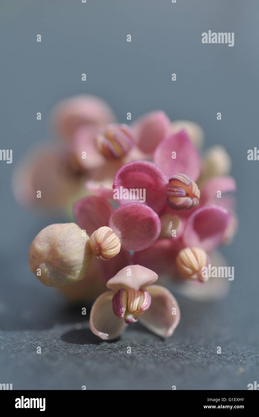 Akebia quinata shrub hi-res stock photography and images - Alamy
