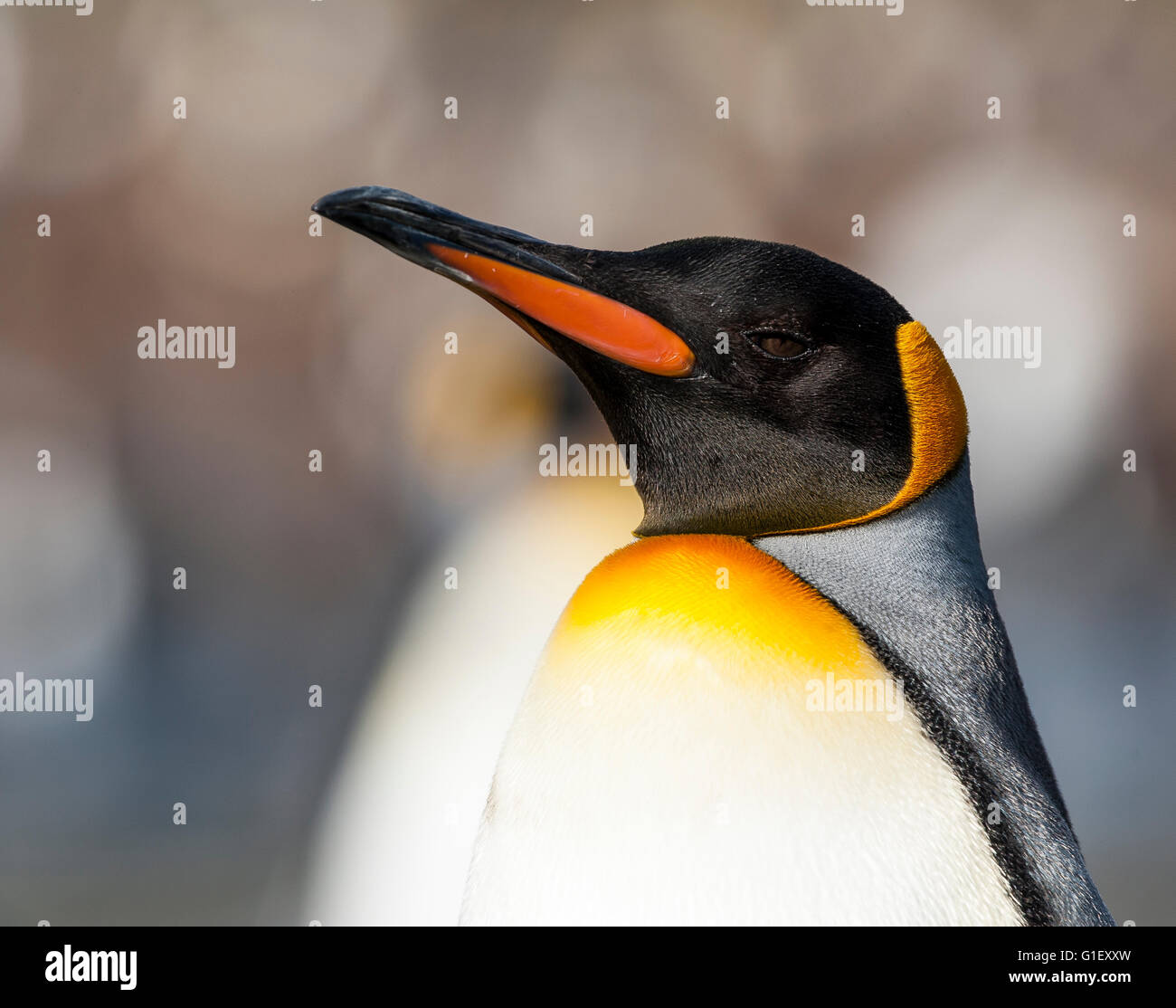 Portrait King penguin (Aptenodytes patagonicus) Gold Harbour South Georgia Stock Photo