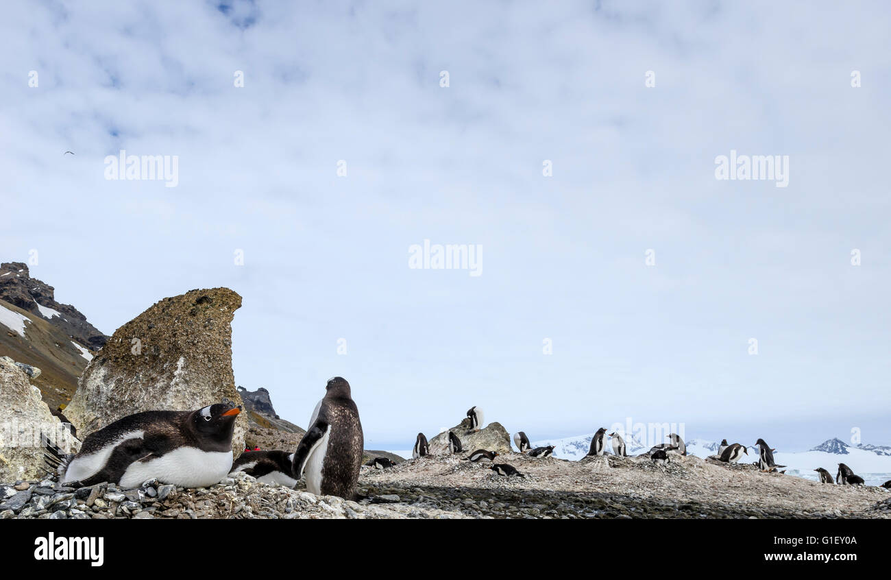 Colony of Gentoo penguins (Pygoscelis papua) Brown Bluff Antarctic Peninsula Antarctica Stock Photo