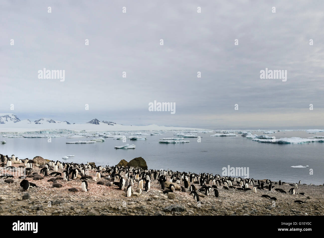 Colony of AdŽlie penguins (Pygoscelis adeliae) Brown Bluff Antarctic Peninsula Antarctica Stock Photo