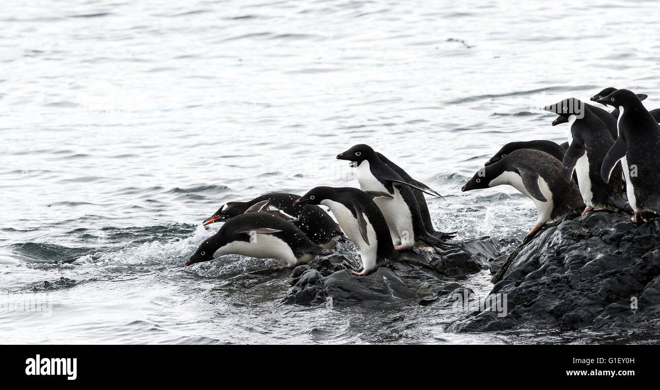 AdŽlie penguins (Pygoscelis adeliae) jumping in the sea water Madder Cliffs Antarctic Peninsula Antarctica Stock Photo