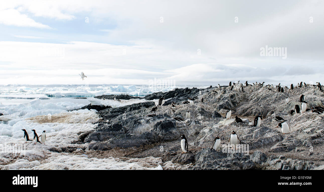 Colony of AdŽlie penguins (Pygoscelis adeliae) Madder Cliffs Antarctic Peninsula Antarctica Stock Photo