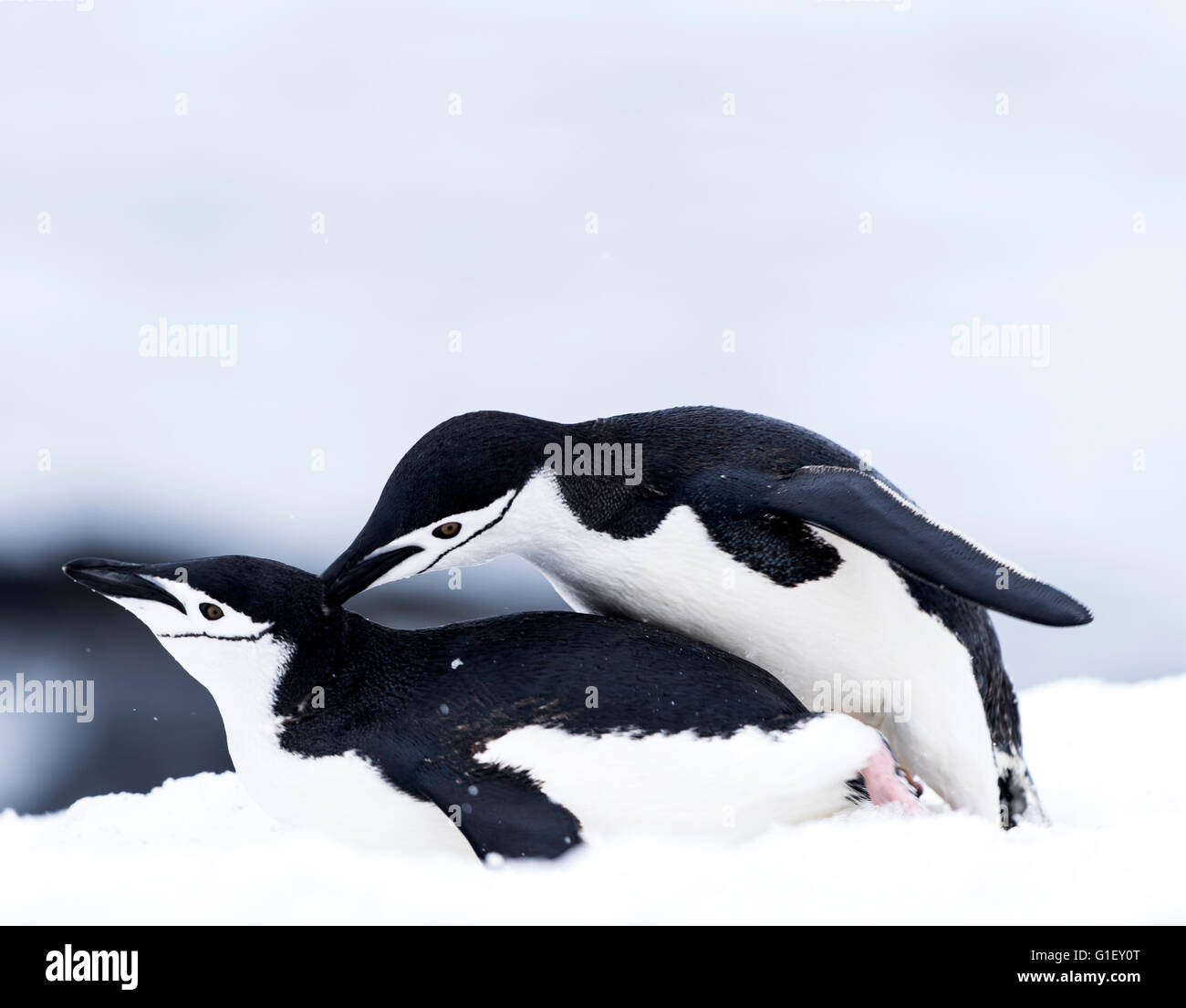 Chinstrap penguins (Pygoscelis antarctica) mating on snow Half Moon island Antarctic Peninsula Antarctica Stock Photo