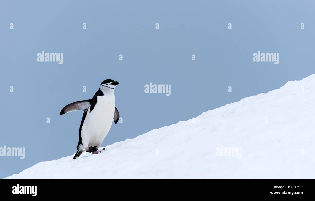 Chinstrap penguin (Pygoscelis antarctica) walking on snow Half Moon island Antarctic Peninsula Antarctica Stock Photo