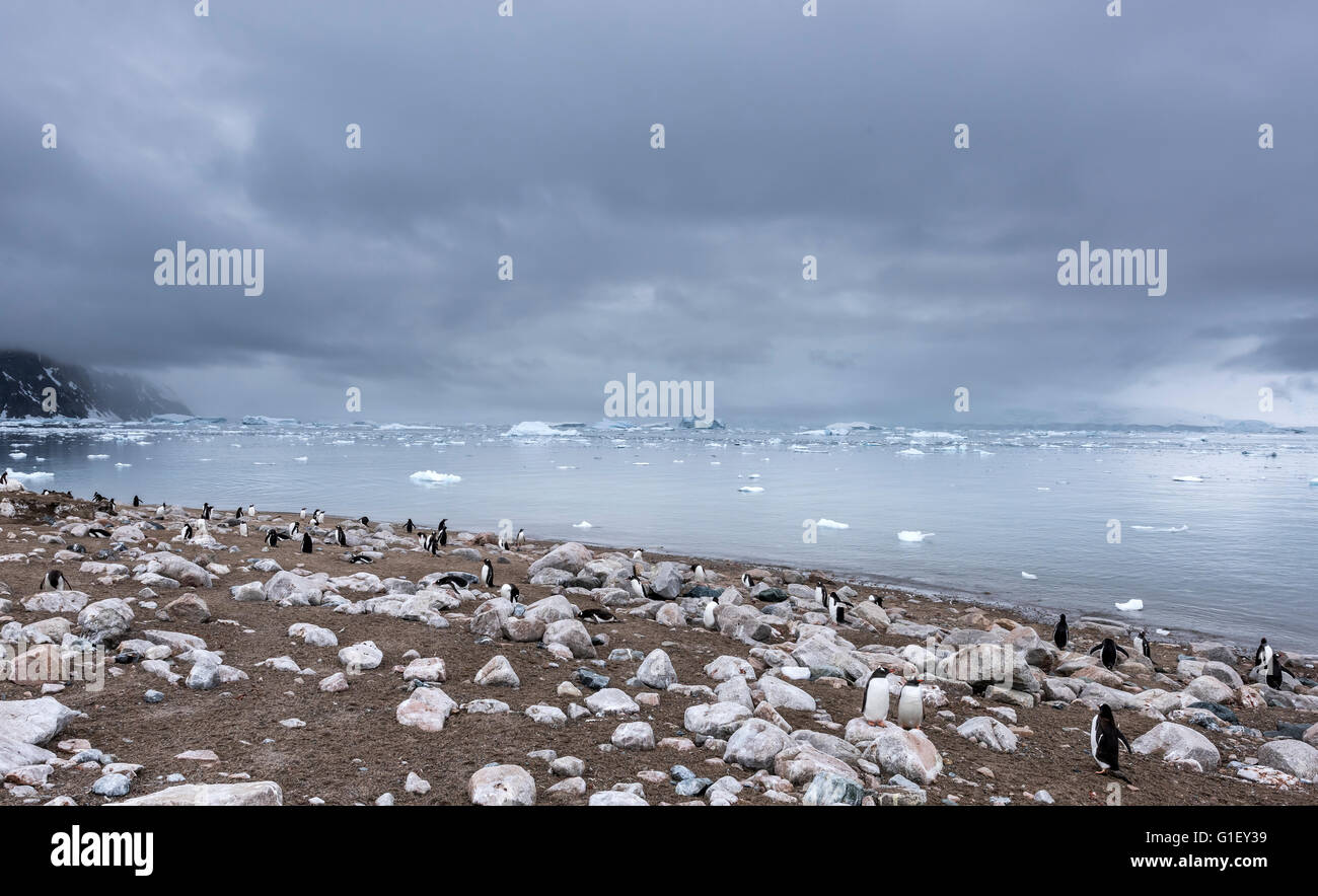 Colony of gentoo penguins (Pygoscelis papua) Neko Harbour Antarctic Peninsula Antarctica Stock Photo