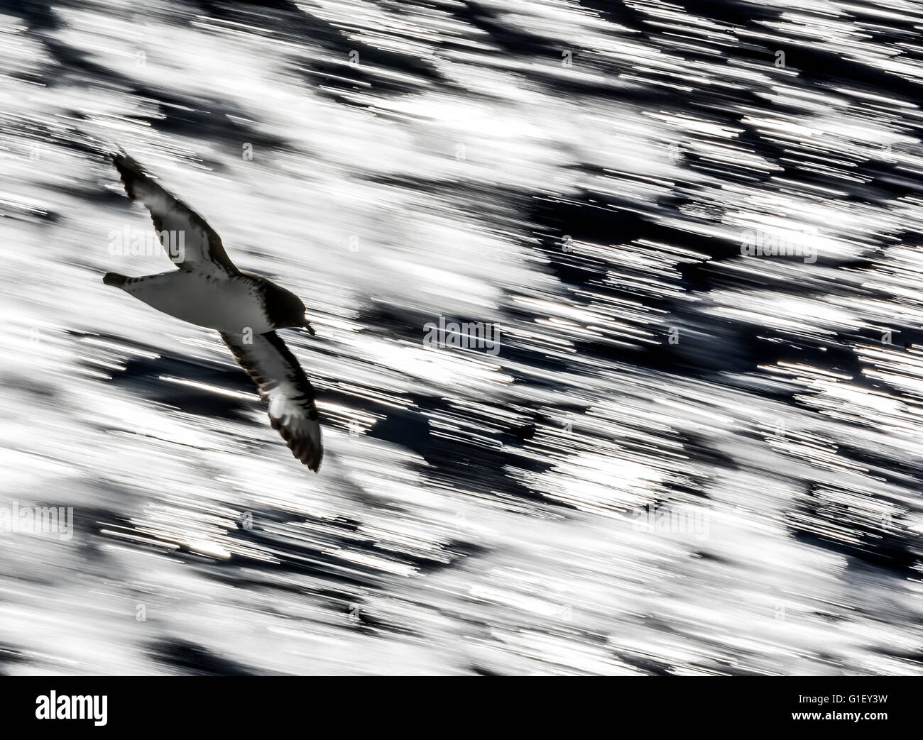Cape petrel (Daption capense) Cape pigeon or pintado petrel in flight Drake Passage Southern Ocean Stock Photo