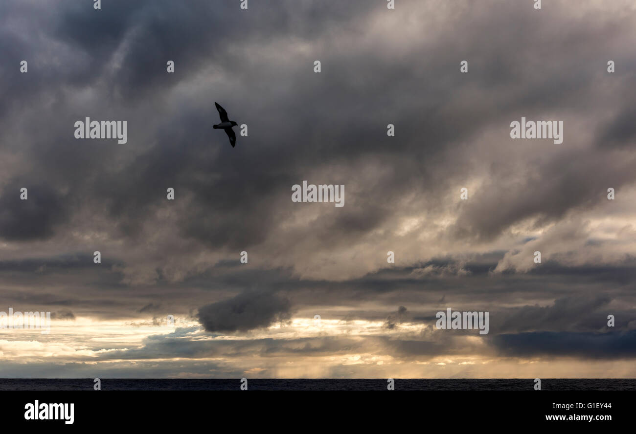 Cape petrel (Daption capense) Cape pigeon or pintado petrel in flight at sunset Drake Passage Southern Ocean Stock Photo