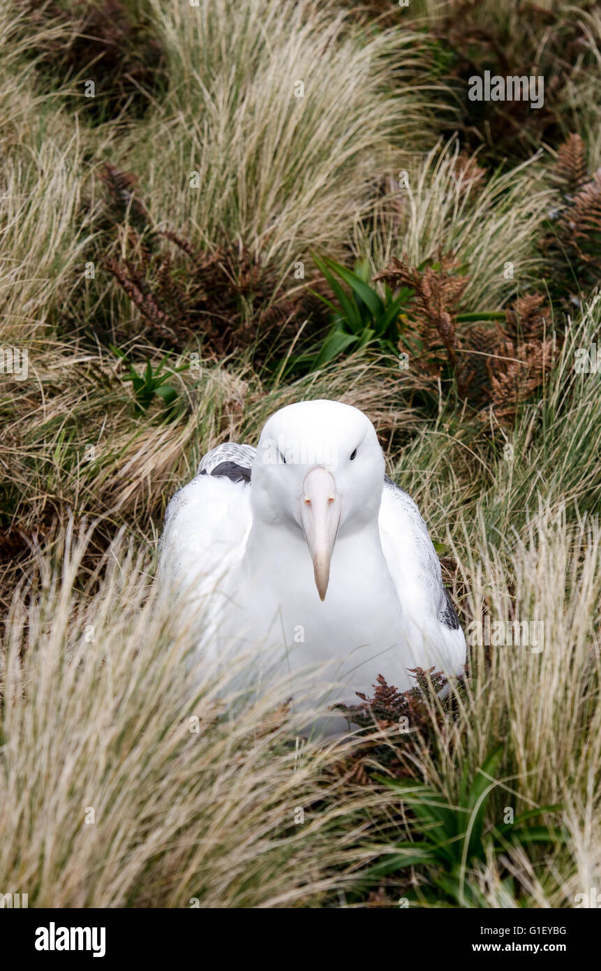 Southern royal albatross (Diomedea epomophora) on nest at Campbell island New Zealand Stock Photo