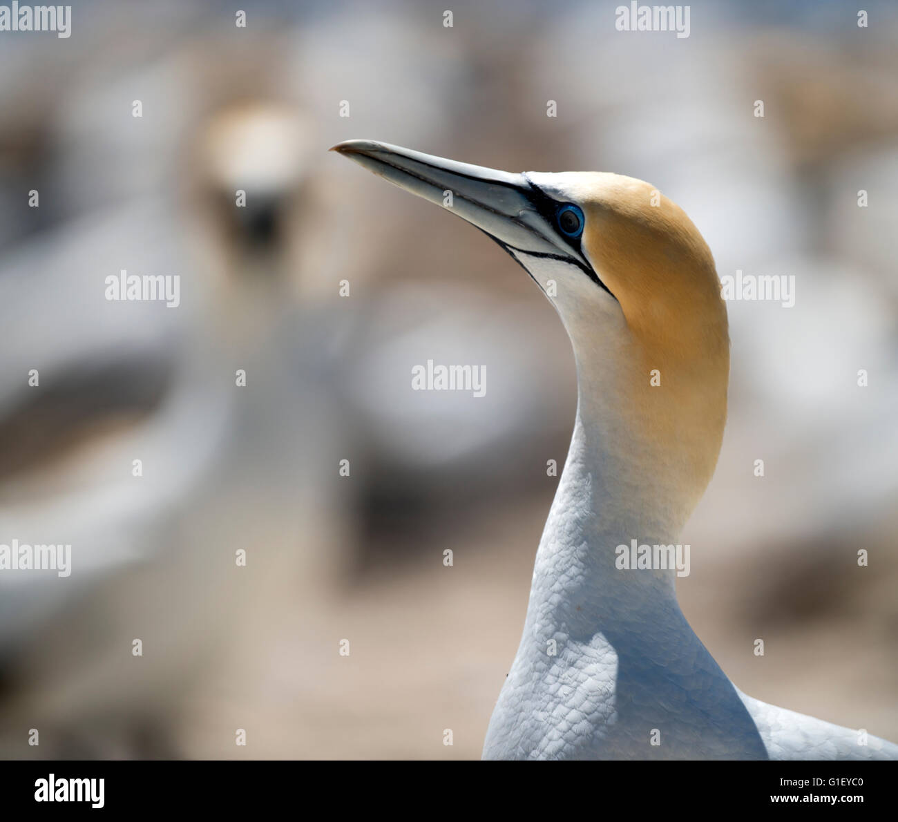 Close up of a pair of Australasian Gannets (Morus serrator) at Cape Kidnappers colony New Zealand Stock Photo