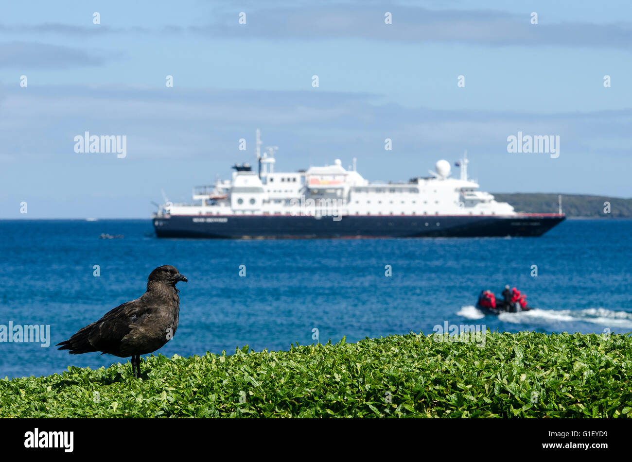 Expedition cruise Enderby island New Zealand Stock Photo