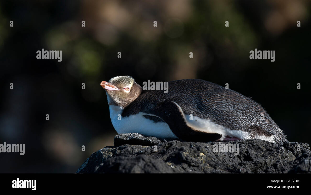 Yellow-eyed penguin (Megadyptes antipodes) on rock Enderby island New Zealand Stock Photo