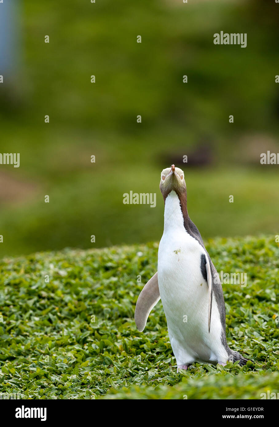 Yellow-eyed penguin (Megadyptes antipodes) walking Enderby island New Zealand Stock Photo