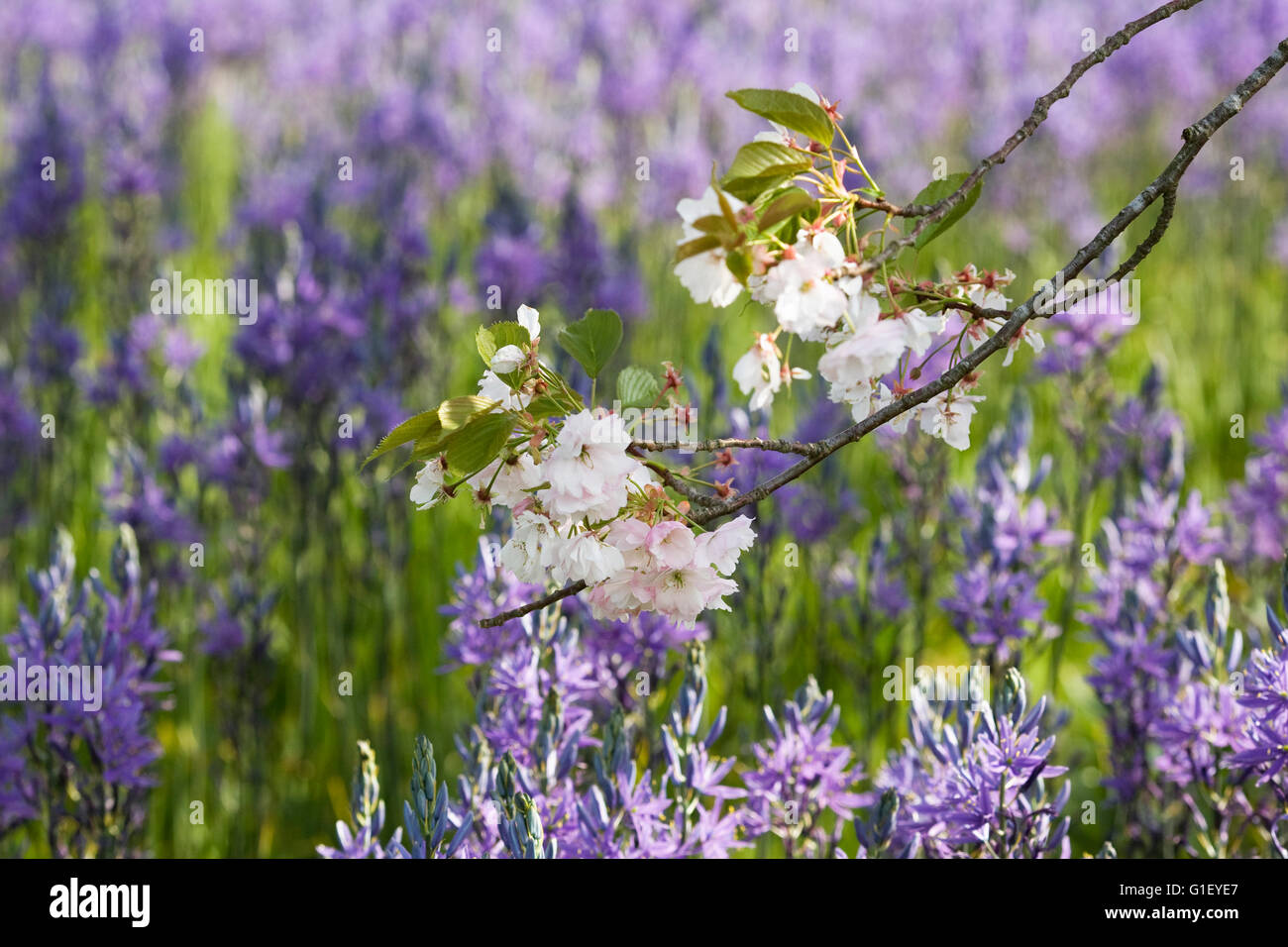 Prunus flowering in Spring in front of Camassia flowers. Stock Photo