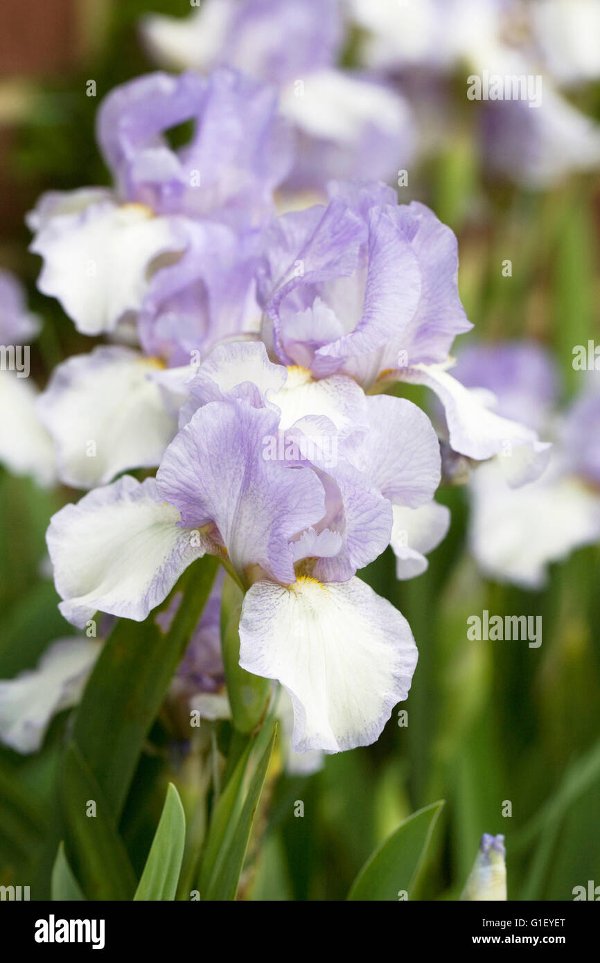 Iris 'Cannington Skies'. Dwarf bearded iris. Stock Photo