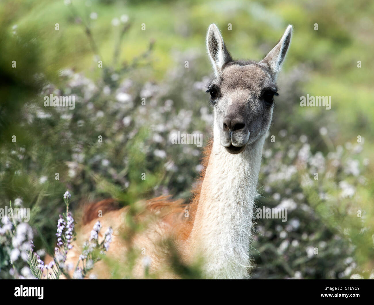 Close up of guanaco (Lama guanicoe) Torres del Paine National Park Chilean Patagonia Chile Stock Photo