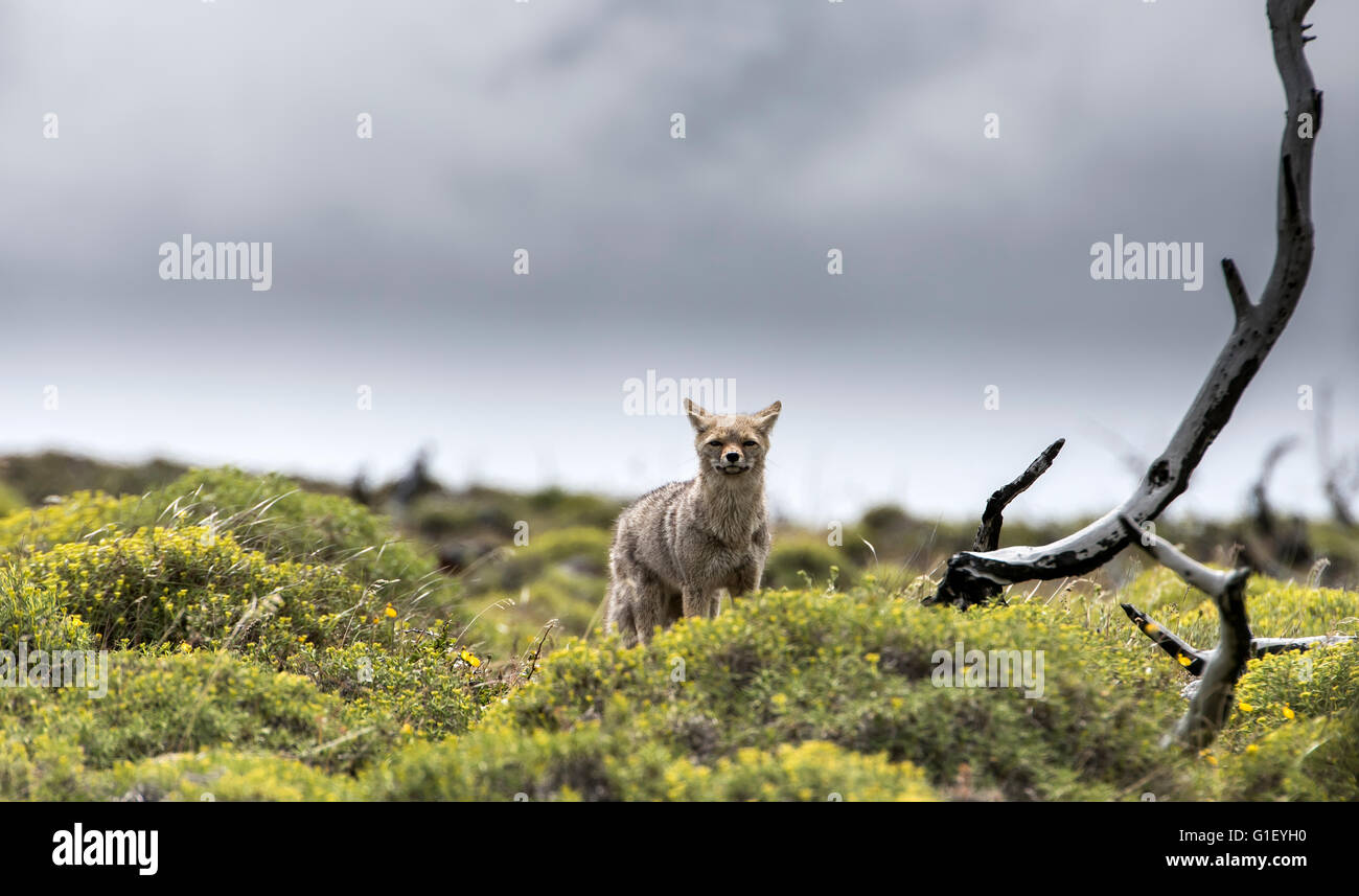 South American or Patagonian grey fox (Lycalopex griseus) Torres del Paine National Park Chilean Patagonia Chile Stock Photo
