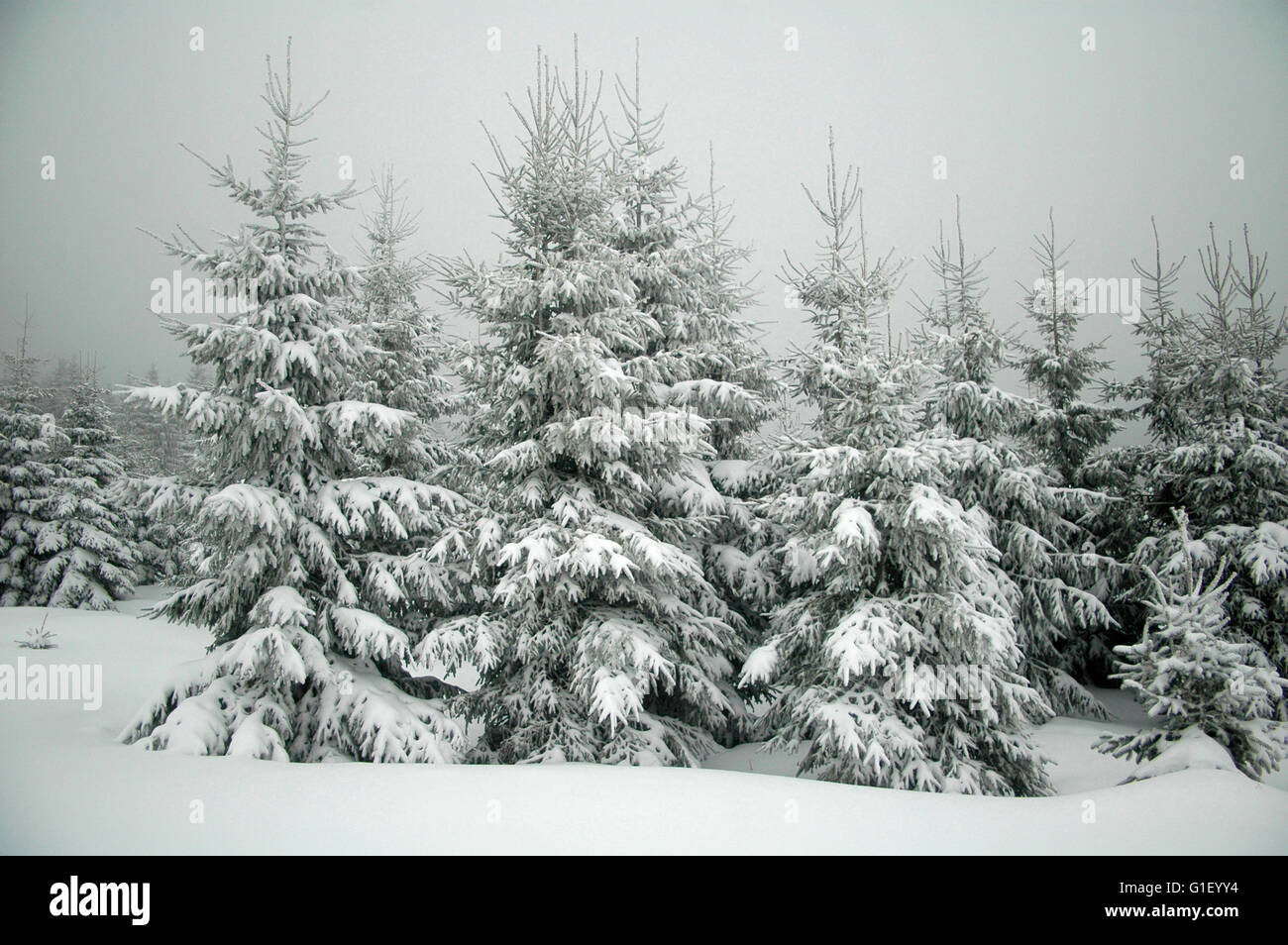 winterliche Landschaft/ Wald, Spizak, Tschechische Republik. Stock Photo