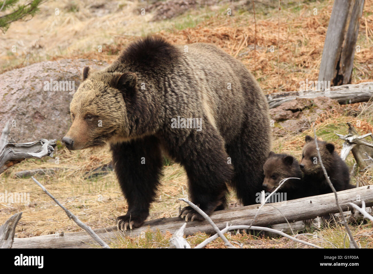 Mama Grizzly and cubs Stock Photo