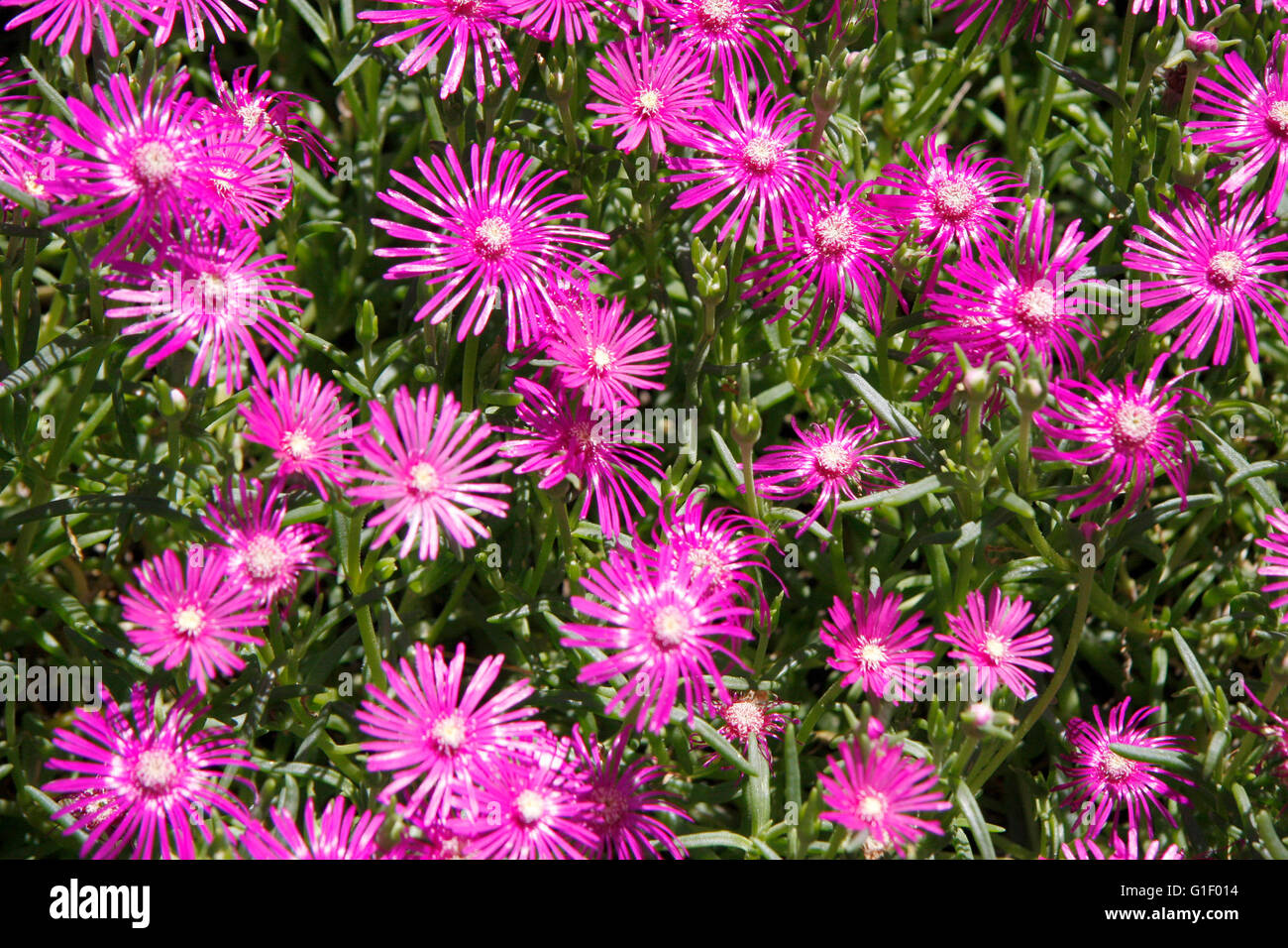 Blumen. Stock Photo