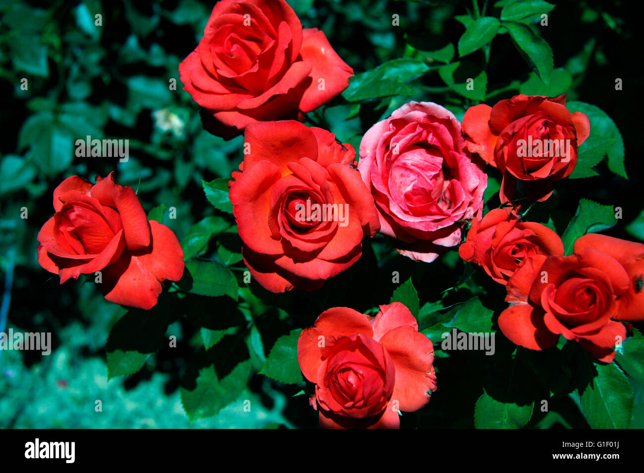 Rosen hi-res stock photography and images - Alamy Rosen hi-res stock photography and images - Alamy