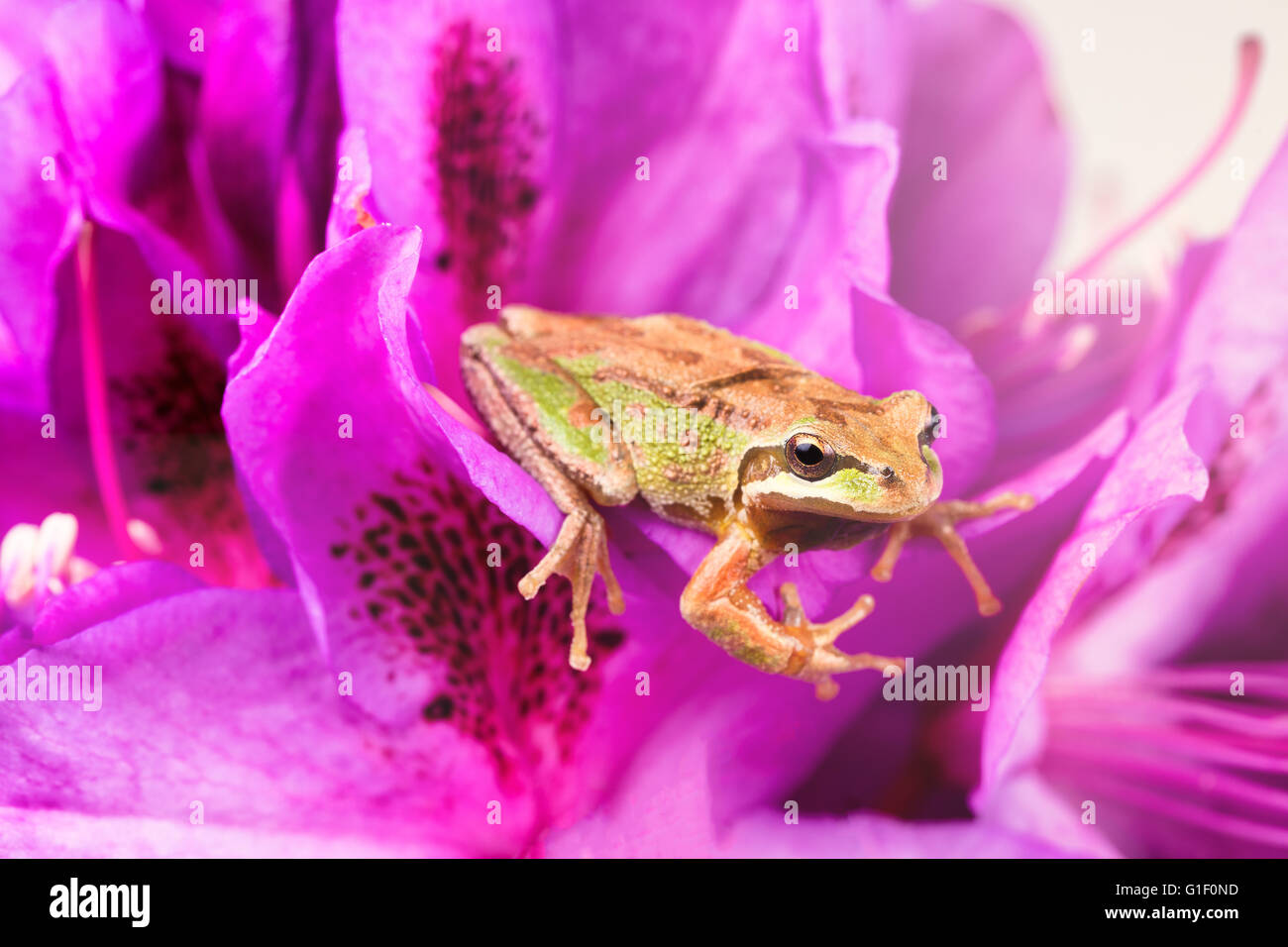 Close up of frog, facing forward, on wild flowers during bright