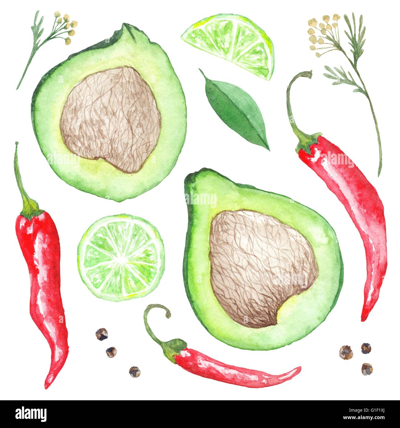Collection of hand-painted spices, avocado and lime illustrations isolated on white background Stock Photo