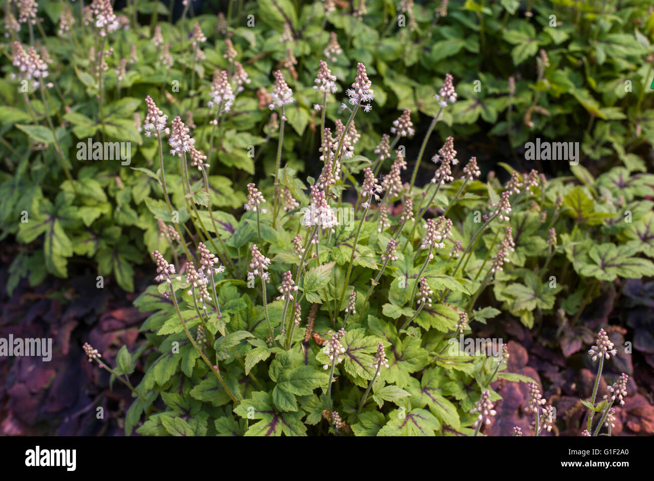 close up on Tiarella flower in garden Stock Photo
