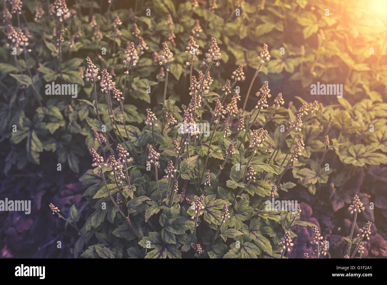 close up on Tiarella flower in garden sunset or sunrise Stock Photo
