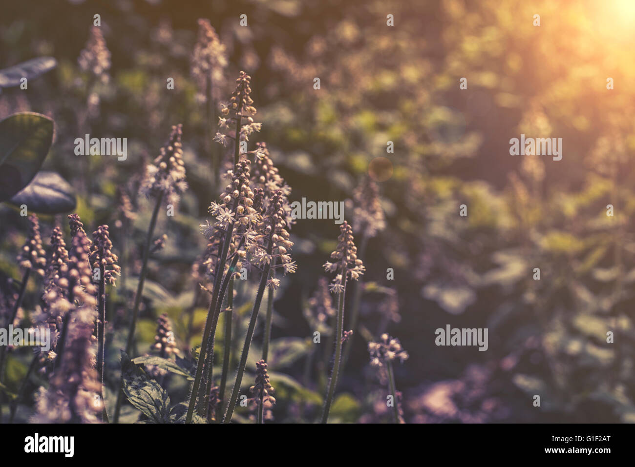 close up on Tiarella flower in garden sunset or sunrise Stock Photo