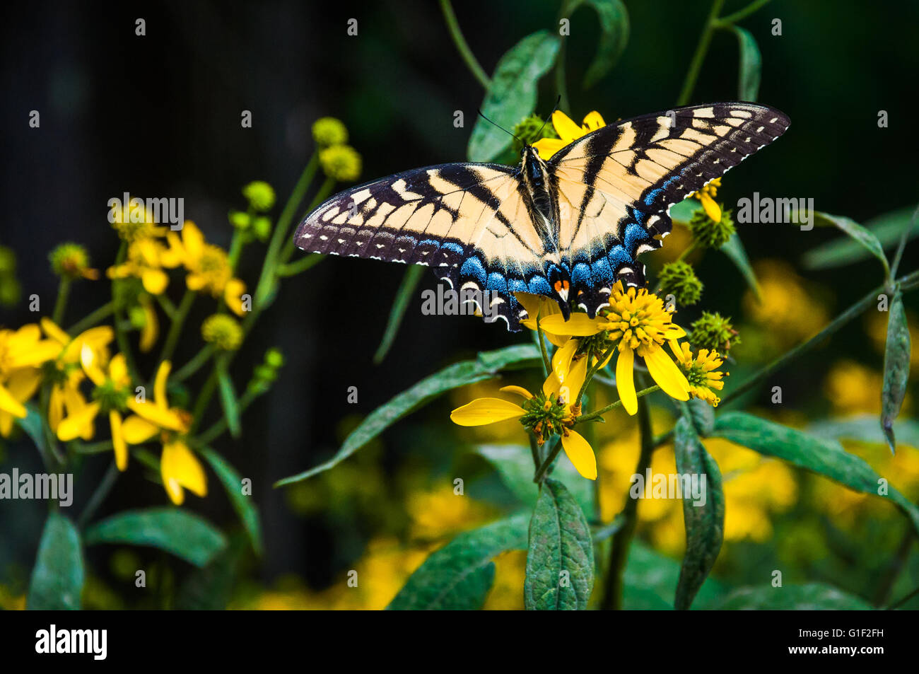 Swallowtail butterfly on yellow flowers in Shenandoah National Park, Virginia Stock Photo Alamy