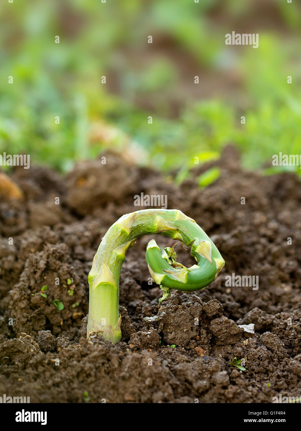 Damaged asparagus by a low temperature frost. Stock Photo