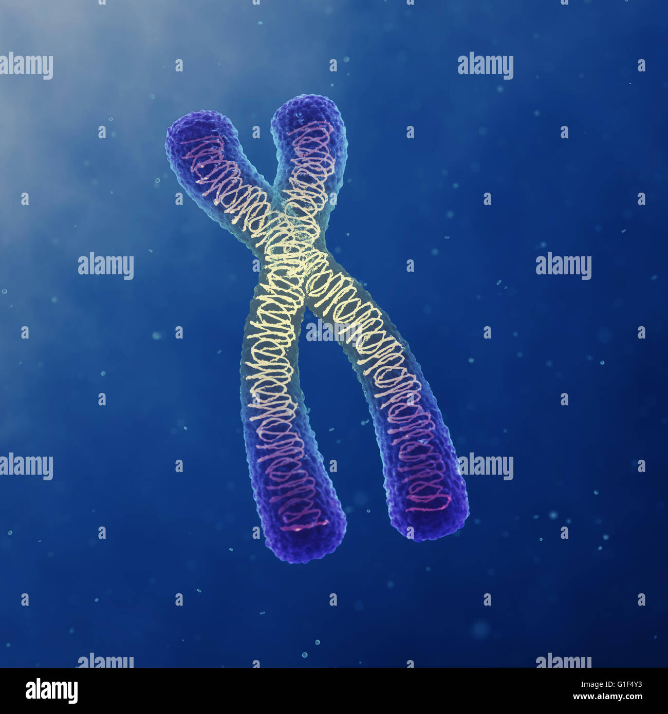 Chromosome , genetic engineering , DNA Stock Photo