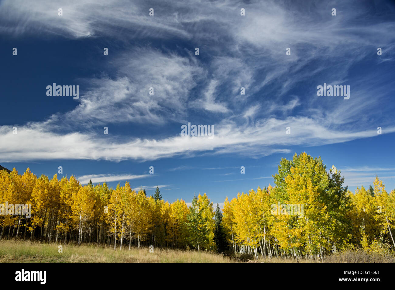 aspen trees in the fall with yellow leaves and a partly cloudy blue sky above it Stock Photo