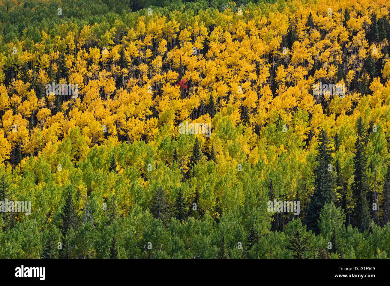 distant aspens changing to yellow in the fall with green trees Stock Photo