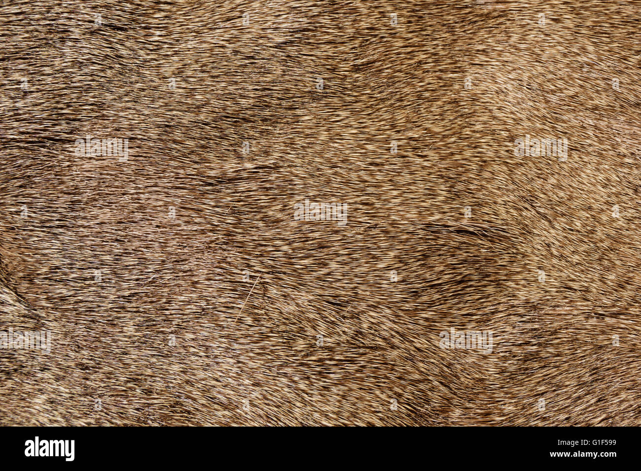 mule deer fur background texture image Stock Photo