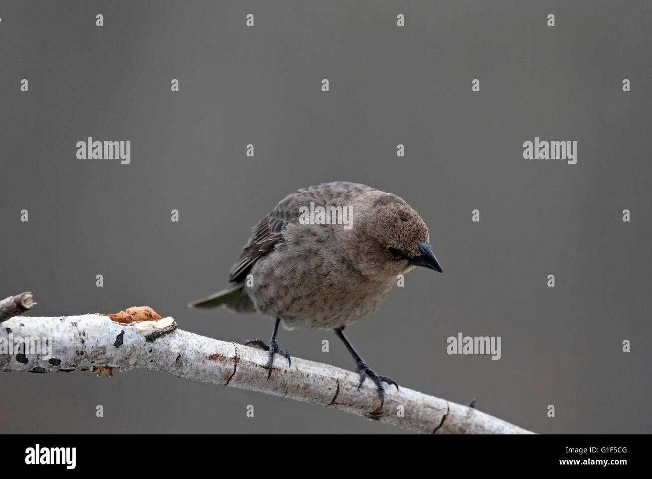 Female cowbird looks on curiously from her birch branch perch Stock Photo