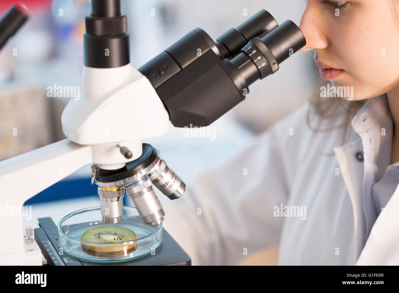 MODEL RELEASED. Female lab technician using microscope to study kiwi. Stock Photo