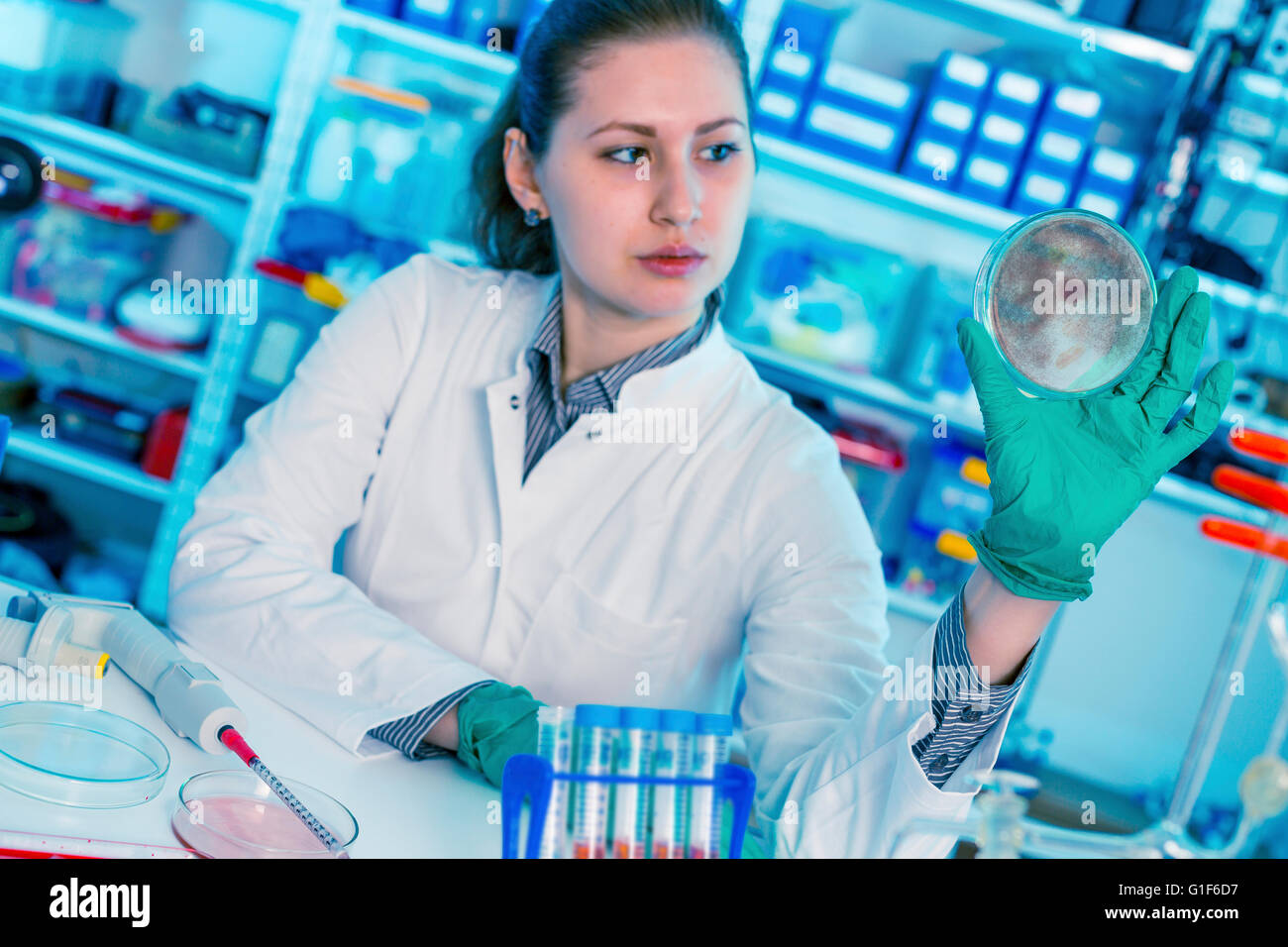 MODEL RELEASED. Female scientist holding a petri dish in the laboratory ...